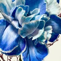 女同 「不分/TP/PP」聊聊認識哦 （限女