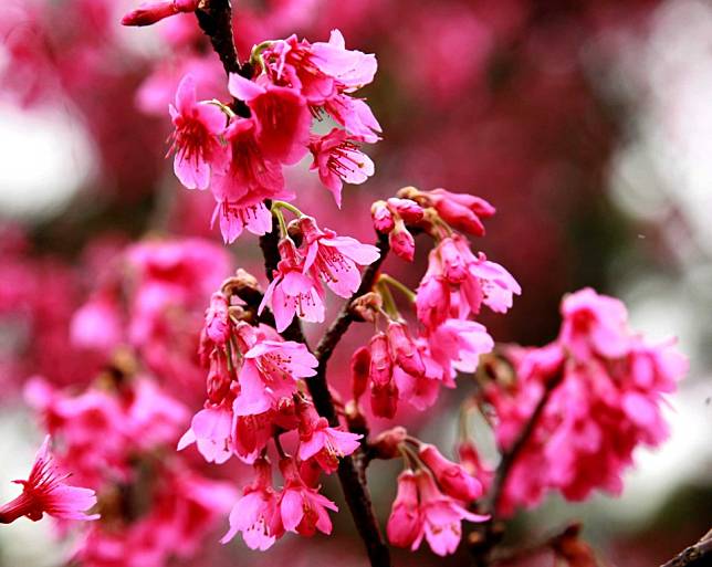 陽明山櫻花 / 圖片來源：欣傳媒資料庫