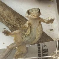 守宮角蛙爬蟲兩棲交流