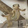 守宮角蛙爬蟲兩棲交流