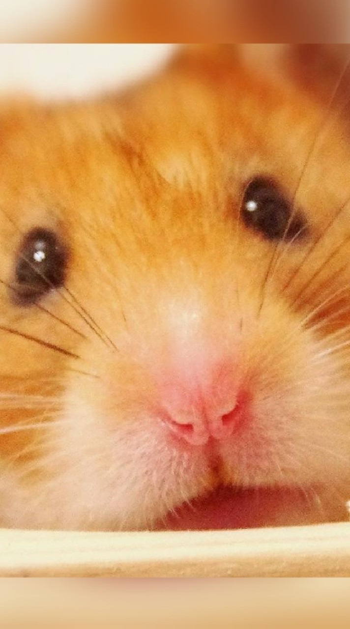 🐹ゴールデンハムスター🐹教