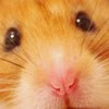 🐹ゴールデンハムスター🐹教
