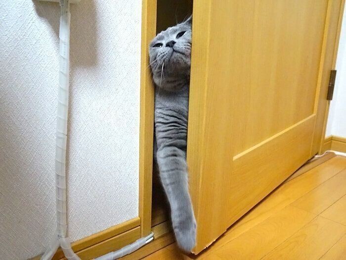 ドアの開け方にも猫それぞれ個性が