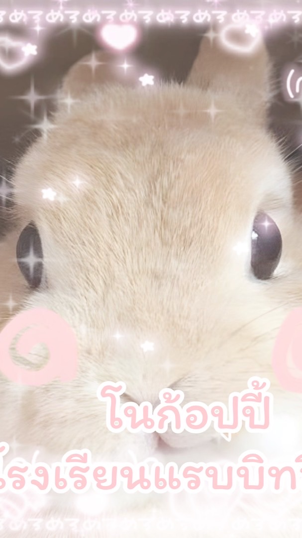 โรงเรียนแรบบิทวิทยา🐰