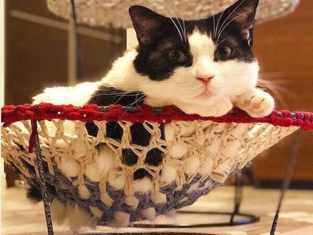 まさみ様専用 猫のハンモック ハンドメイド - 通販