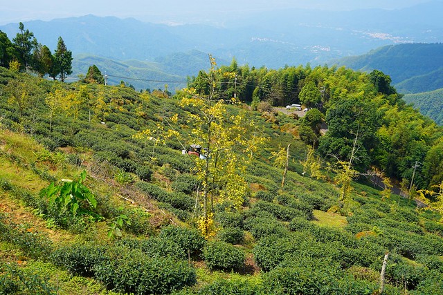 大崙山觀光茶園