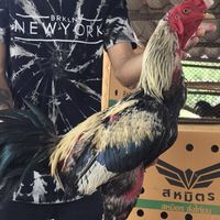 แบ่งปันไก่ชนทรัพย์รุ่งเรือง🐓