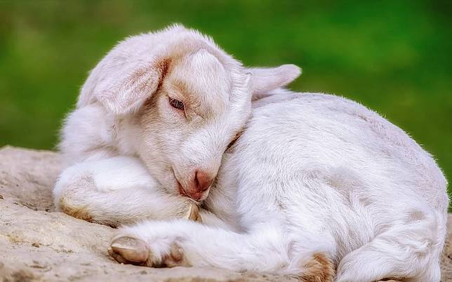 Siap Grak! Arti Mimpi Tentang Kambing Ternyata Tidaklah Selalu Bermakna  Baik, Begini Makna Yang Harus Anda Waspadai