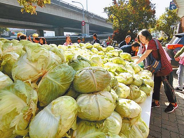 高麗菜3顆50元 農糧署仍樂觀