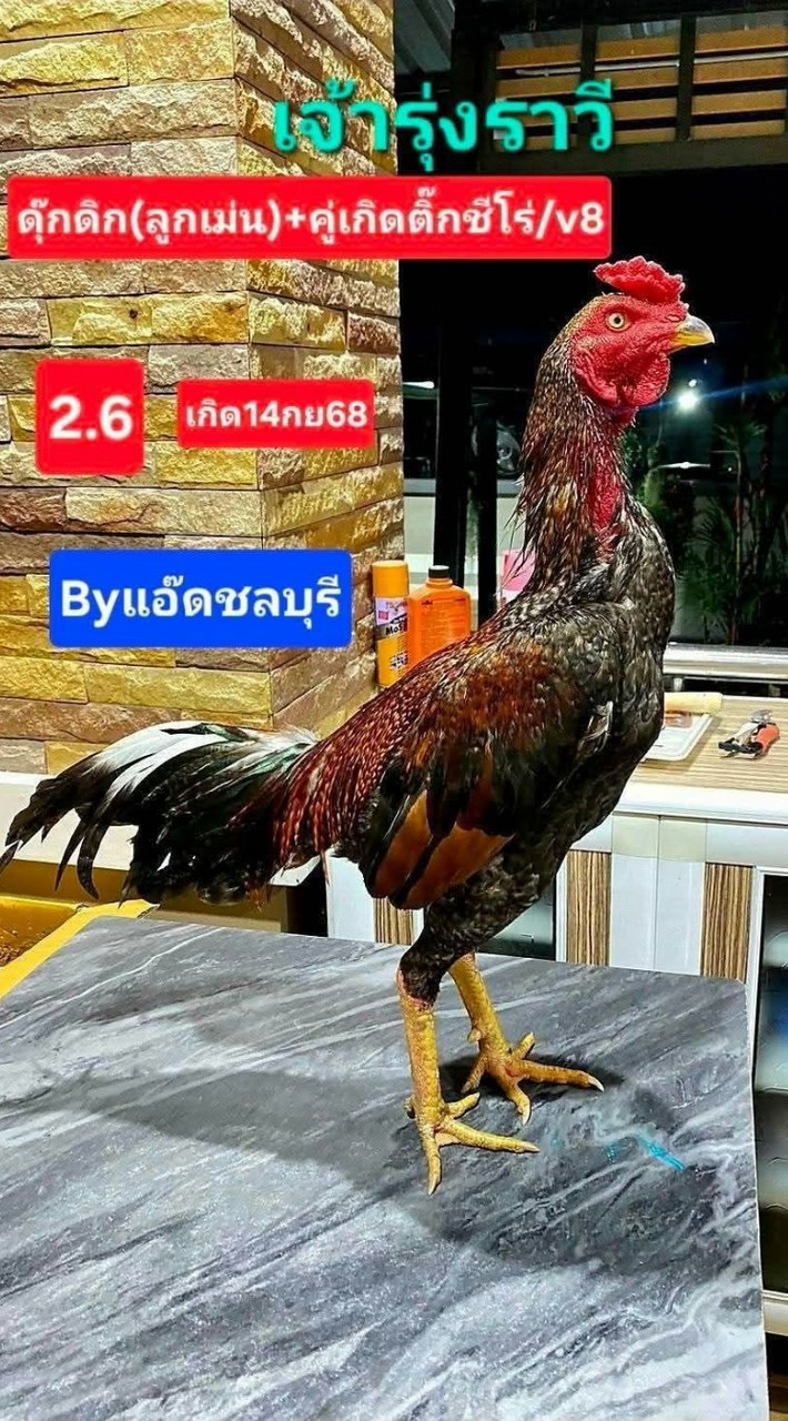 ซุ้มTN เจริญ99 พม่าแผลกิ๊ฟขาว