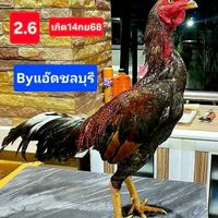 ซุ้มTN เจริญ99 พม่าแผลกิ๊ฟขาว