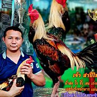 ส.พยัคฆ์แม่แจ่ม พม่ารำวงสายตี