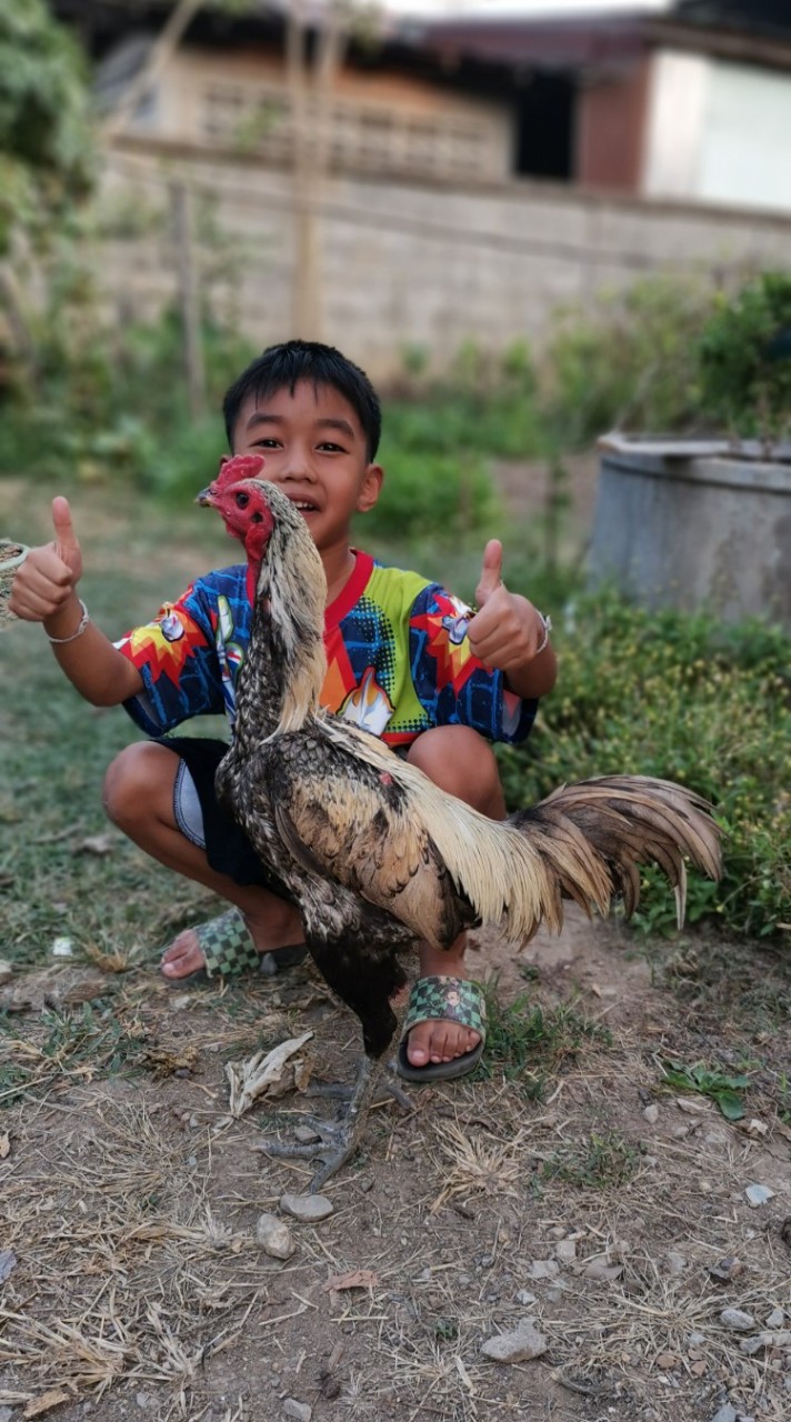 ไก่ใต้ถุนบ้าน
