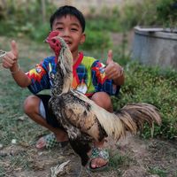 ไก่ใต้ถุนบ้าน