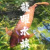 🐉龍曜水族工坊🐉