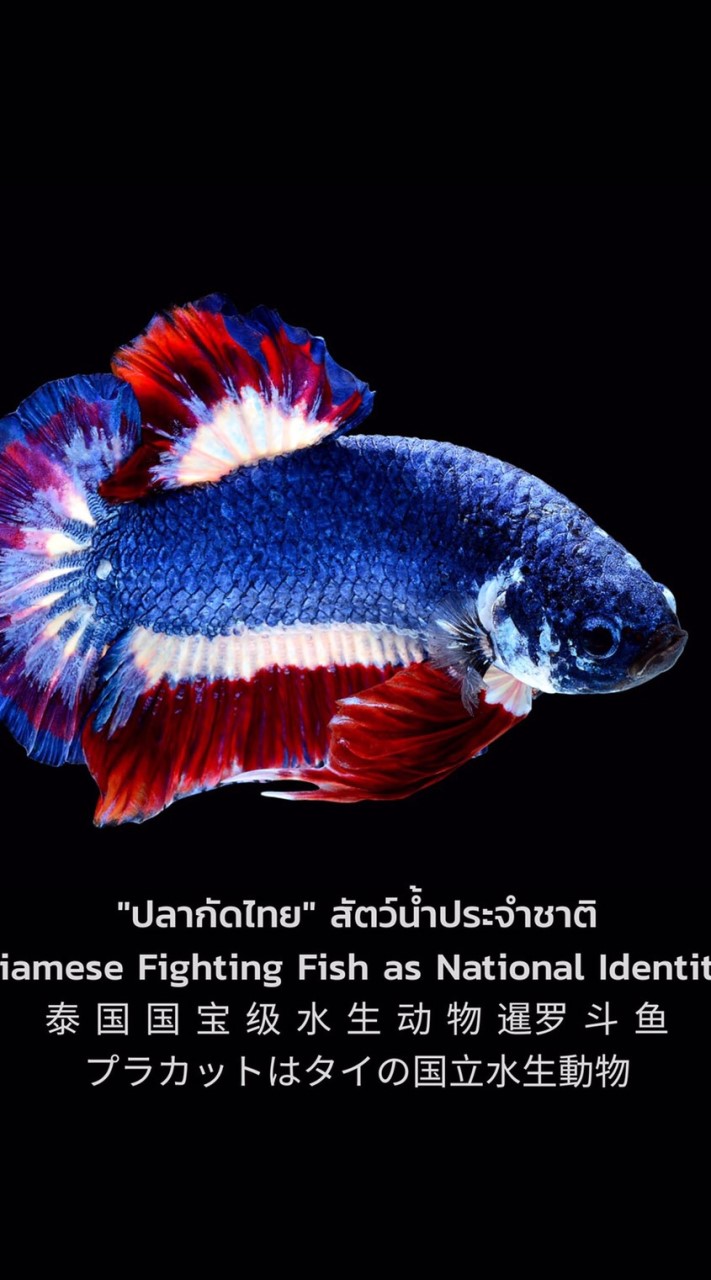 ตลาดปลากัด 🐟💦