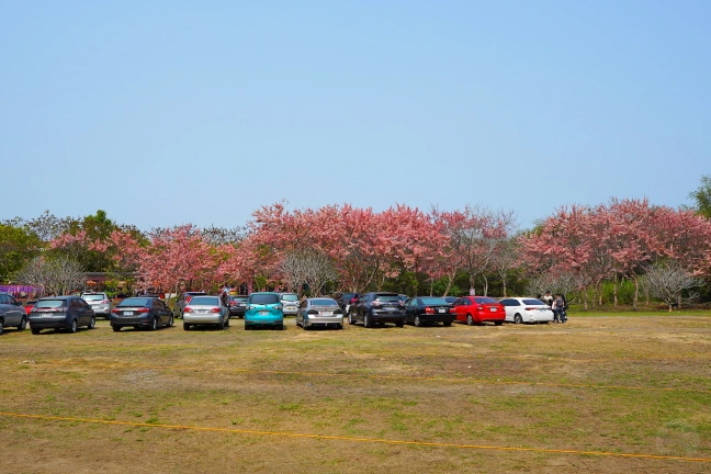 中部景點,斗六景點,斗六花旗木,近水樓台,近水樓台湖畔森林咖啡,近水樓台湖畔森林咖啡交通資訊,近水樓台湖畔森林咖啡停車場,近水樓台湖畔森林咖啡停車場花旗木,近水樓台湖畔森林咖啡門票,雲林IG打卡點,雲林景點,雲林網美景點,雲林花旗木近水樓台湖畔森林咖啡花旗木