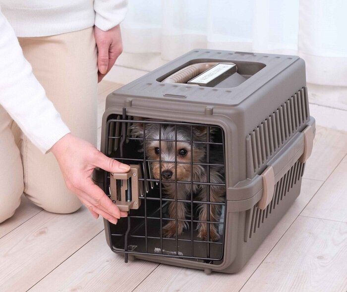 愛犬がクレート好きになる４ステップ 災害時 移動時に便利なクレートを活用しよう