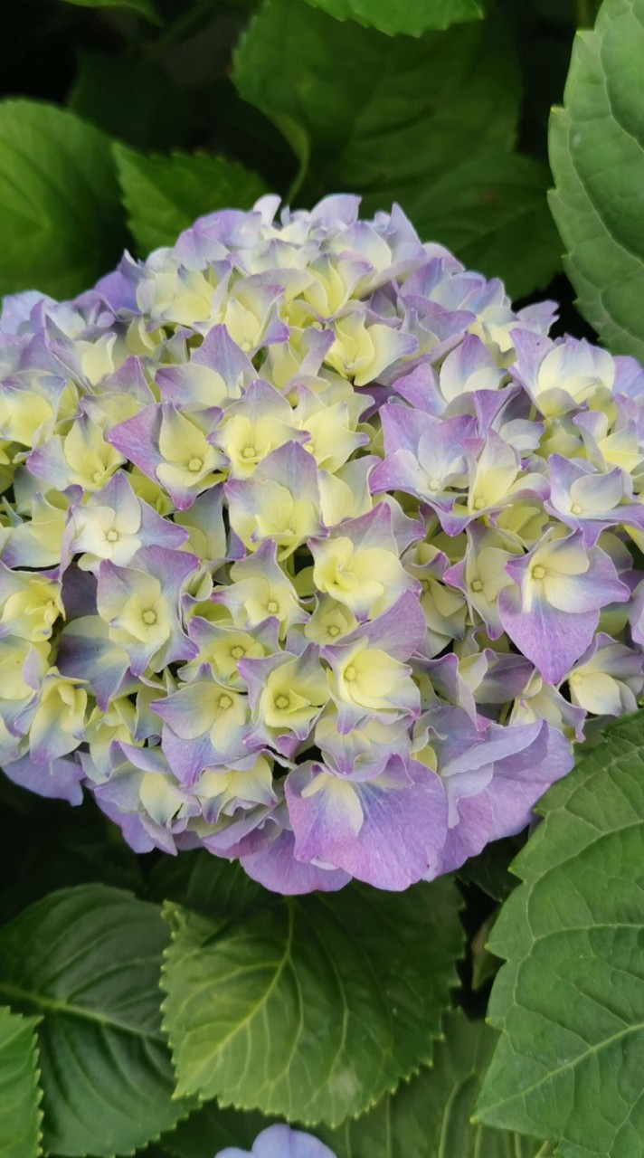 櫻花鳥森林繡球花友俱樂部