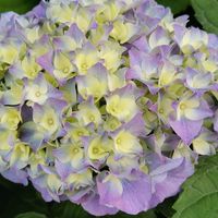 櫻花鳥森林繡球花友俱樂部