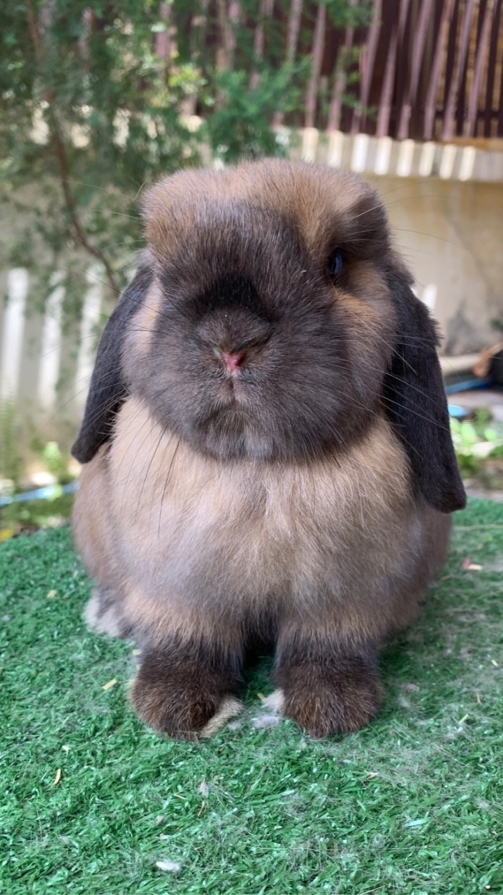 Rabbitry.loft88