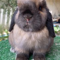 Rabbitry.loft88