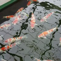 ARM TEE KOI FARM