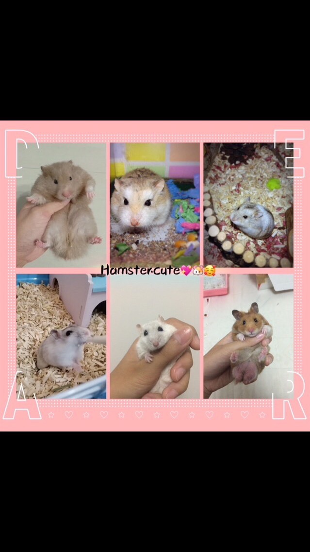 Hamster_cute🐹💗