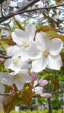 小金井市桜町住民