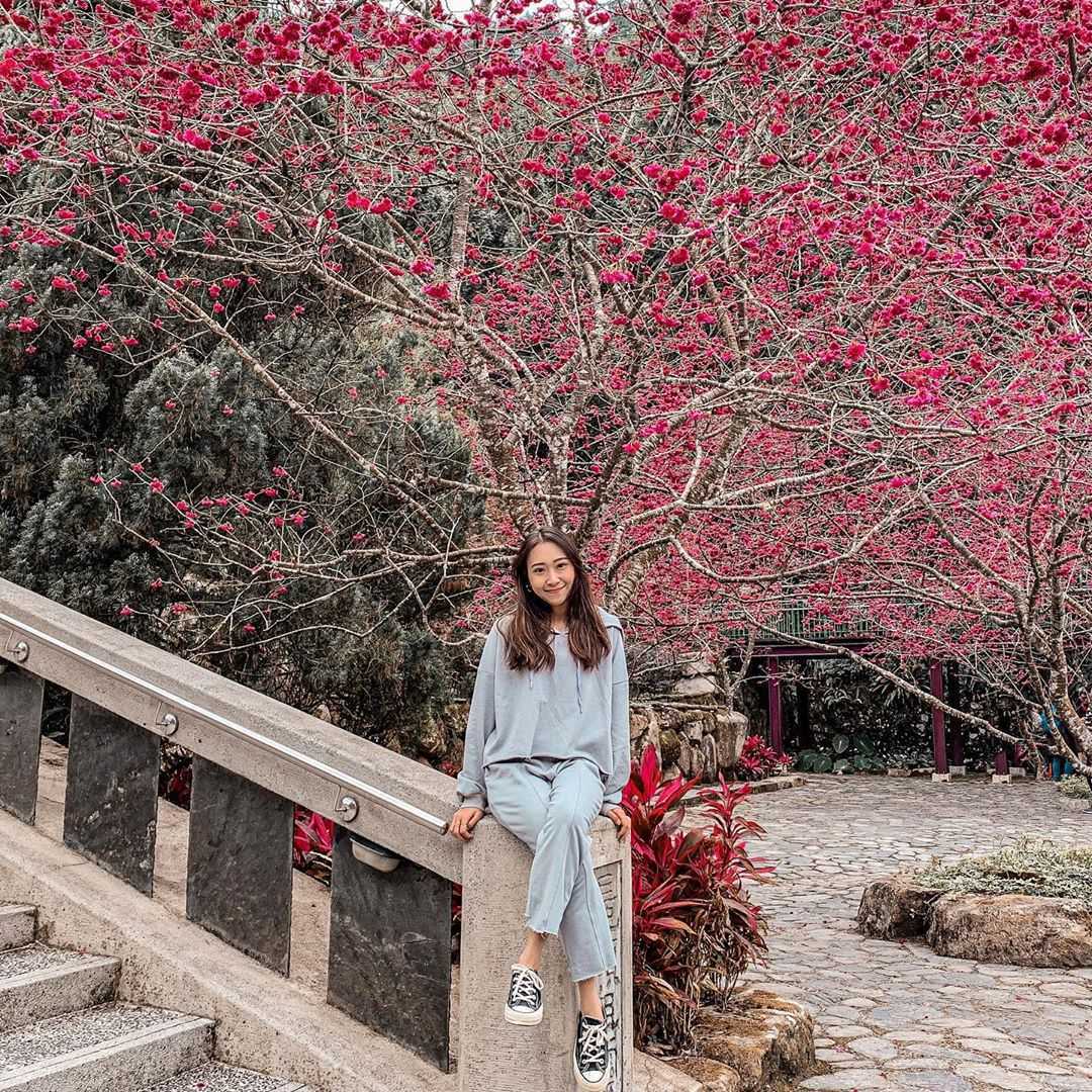 angelyi089 九族櫻花祭 | 2021春暖花開日月潭櫻花攻略(花季已開始)- 最佳賞櫻時間、美拍地點、櫻花地圖、即時花況 2021