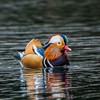 北海道 野鳥の会🦅