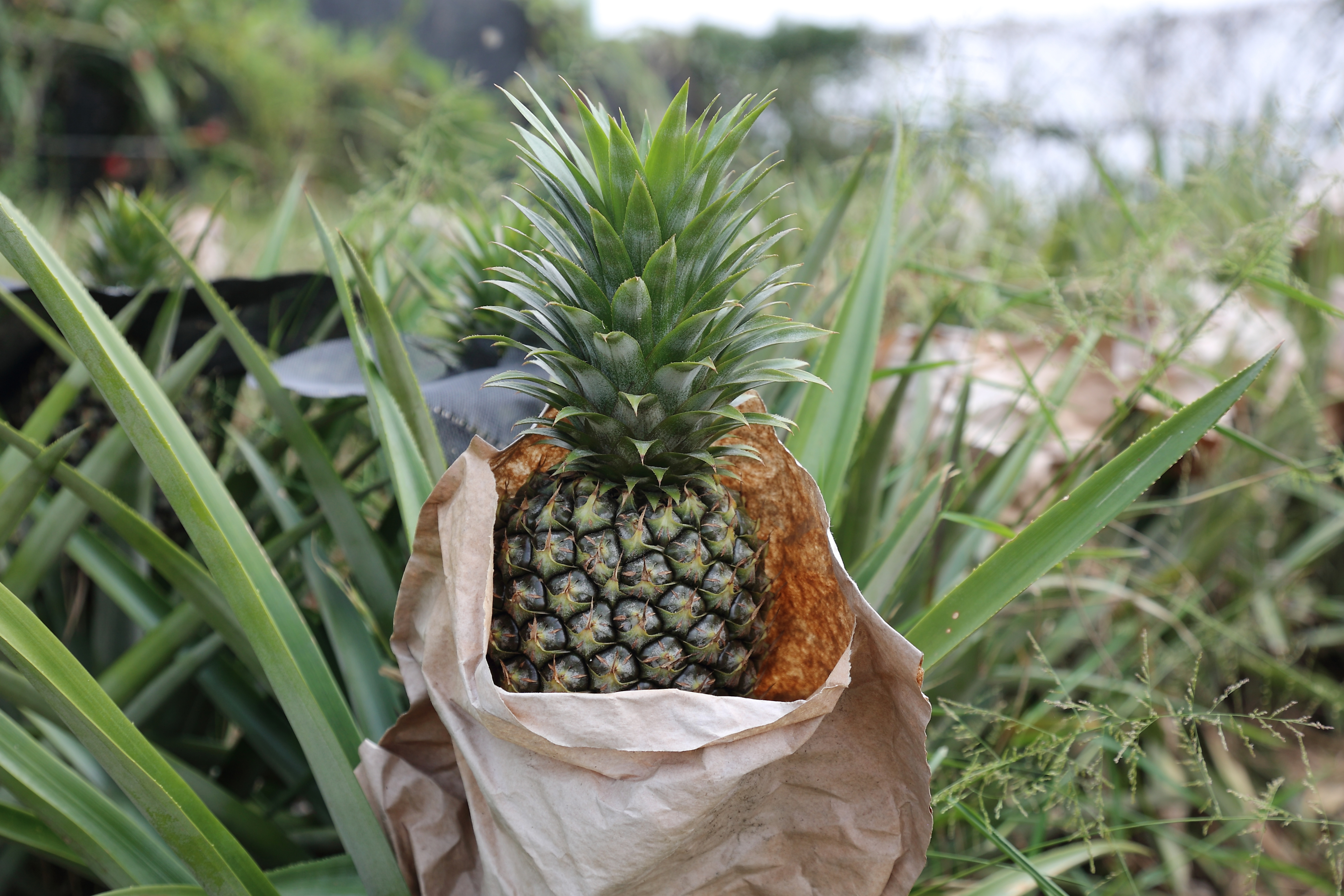 大樹生產的鳳梨香甜肥美 (攝影/Carter)