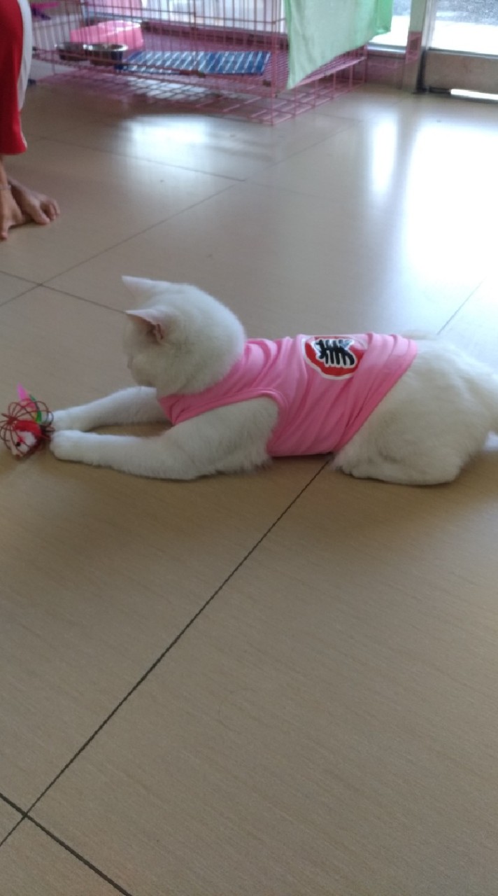 明星狗*狗衣服代購/團購
