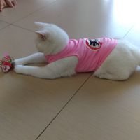 明星狗*狗衣服代購/團購