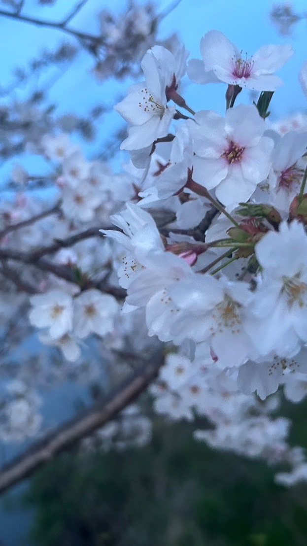 🌻大人の雑談🍒趣味グルメ🍒ライブトーク🌻