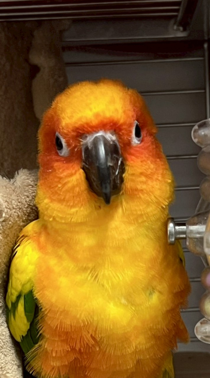 飯飯家族の🦜🦜創意站台                  有趣影片，聊天打屁（分享二手鳥籠）