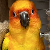 飯飯家族の🦜🦜創意站台                  有趣影片，聊天打屁（分享二手鳥籠）