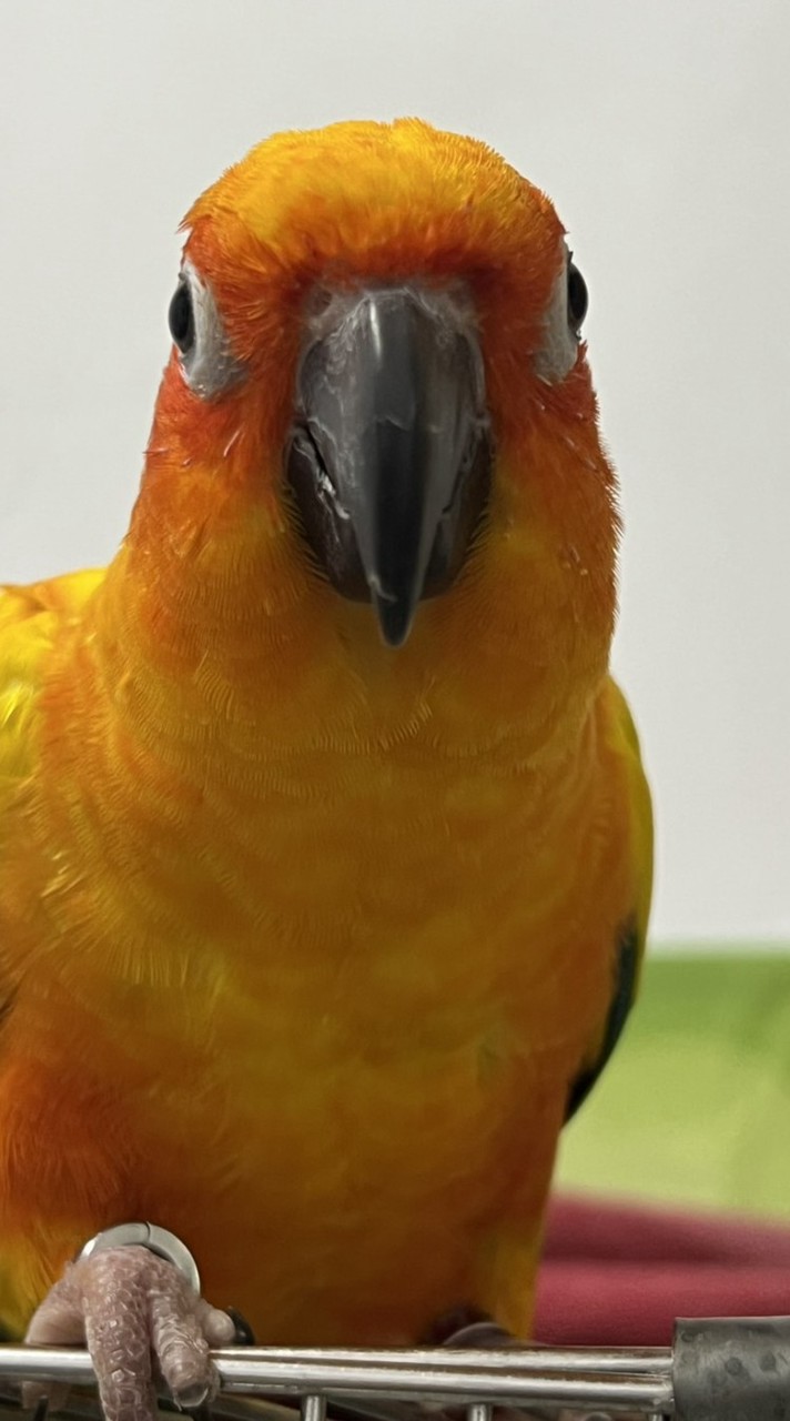 飯飯家族の🦜🦜創意站台                  有趣影片，聊天打屁（分享二手鳥籠）