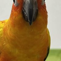飯飯家族の🦜🦜創意站台                  有趣影片，聊天打屁（分享二手鳥籠）
