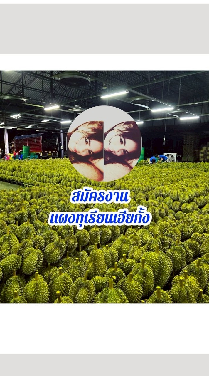 สมัครงานแผงทุเรียนเฮียกั้ง