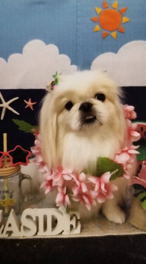 OpenChat 犬love
