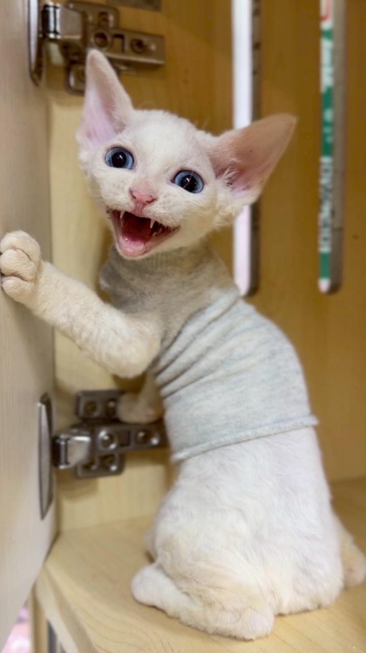 超便宜品種幼貓 英短 曼赤肯 緬因 加菲 金漸層