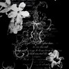 Naxiri’ ☠᛭..✟🕸️