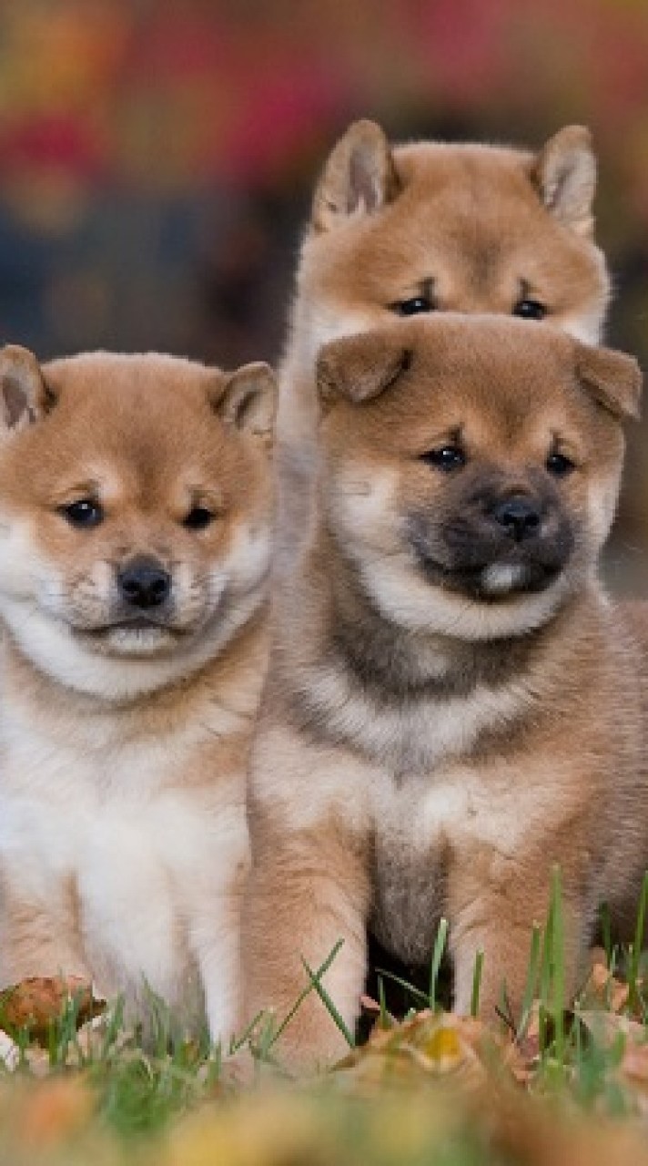 犬好き全員集まれ〜!!