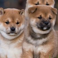 犬好き全員集まれ〜!!