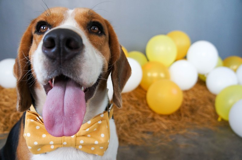 - Extra Small: (寬 1 公分 )....................7-11 英寸 - Small: (寬 1 or 1.8公分).........................