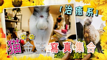 【治癒系】貓金玉寫真集合