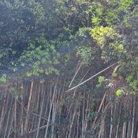 放置竹林は宝の山