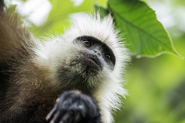 Chongzuo, S China's Guangxi, home to endangered white-headed langur ...