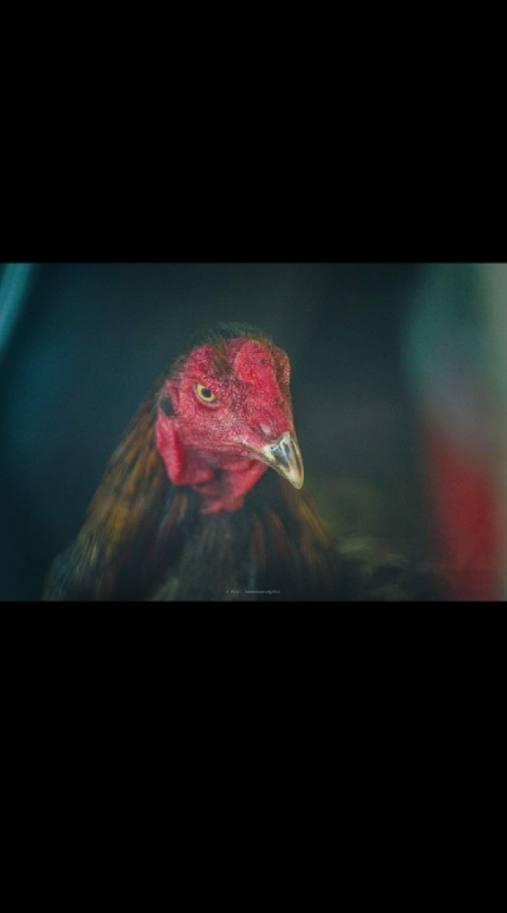 ซื้อ-ขาย​ไก่ชน​ ปัตตานี​ ยะลา​ นราธิวาส​ สงขลา